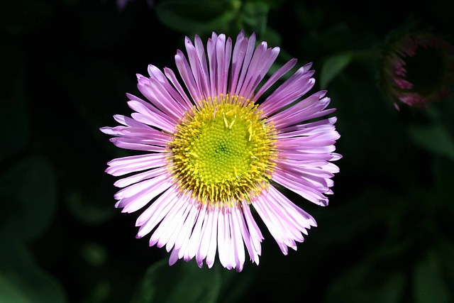 墨西哥雏菊 Erigeron Karvinskianus - 上的免费照片