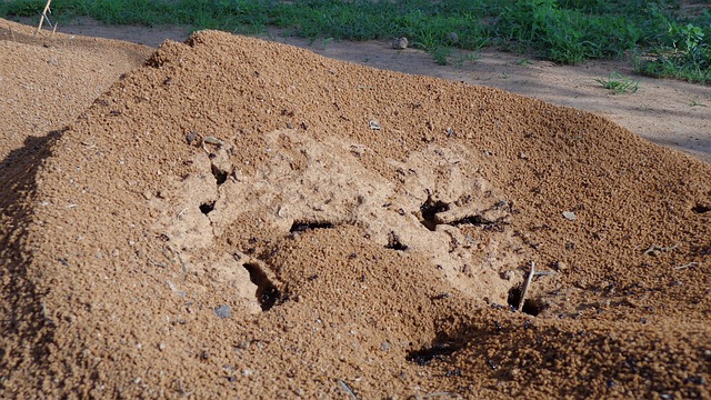 垤 自然 蚂蚁 - 上的免费照片