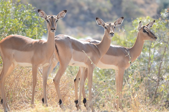 黑斑羚 野生动物 非洲 - 上的免费照片