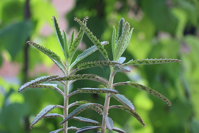 不死鸟 落地生根 多肉植物 - 上的免费照片