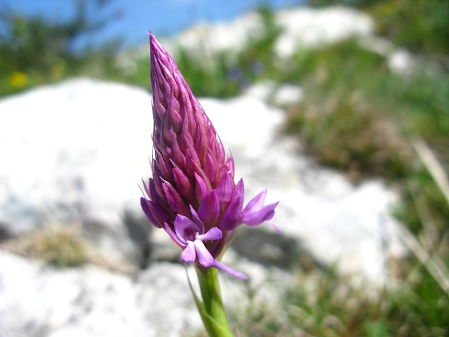 兰花 Anacamptis Pyramidalis - 上的免费照片