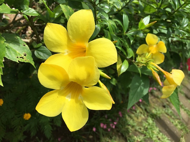 黄色钟 黄铃花 花 - 上的免费照片