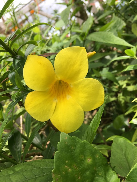 黄色钟 黄铃花 花 - 上的免费照片