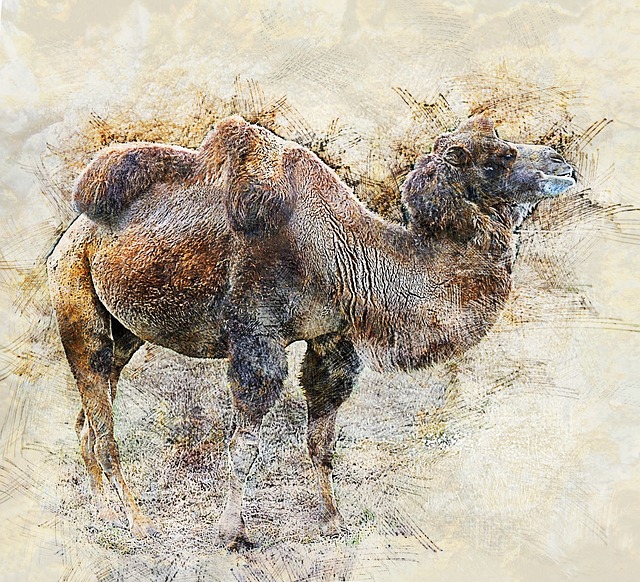 骆驼 沙漠动物 特写 - 上的免费照片