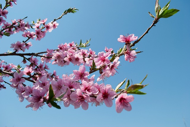 开花的树 花瓣 桃 - 上的免费照片