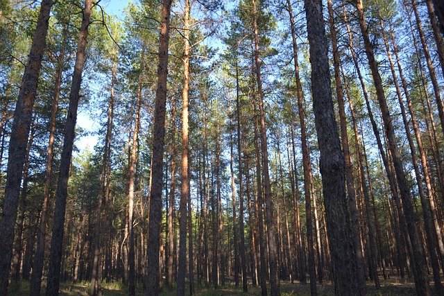 森林 松 自然 - 上的免费照片