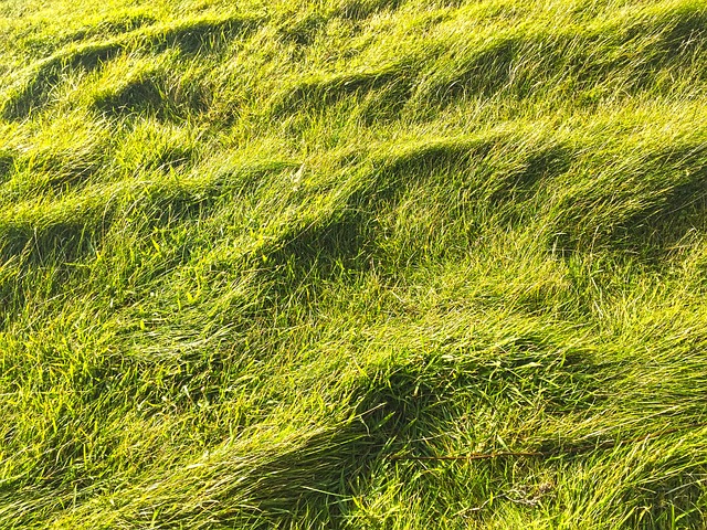 草 自然 绿色 - 上的免费照片