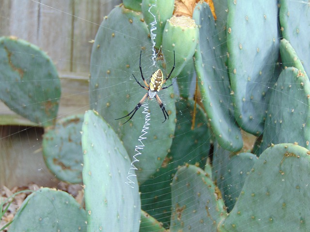 蜘蛛网 黑色和黄色Argiope 金蛛Aurantia - 上的免费照片