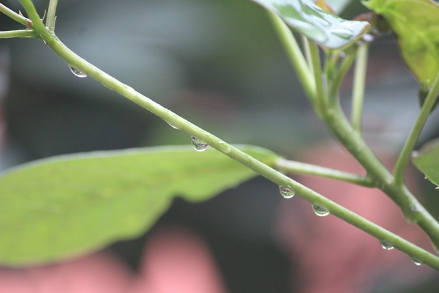 植物 枝杈 重点 - 上的免费照片