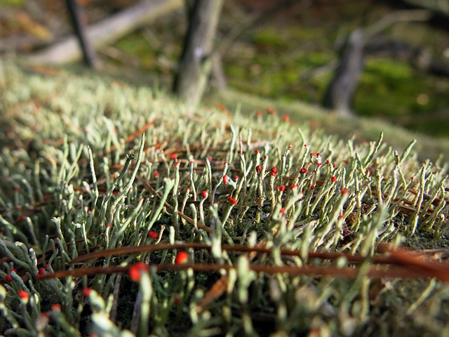 苔藓 树干 森林地面 - 上的免费照片