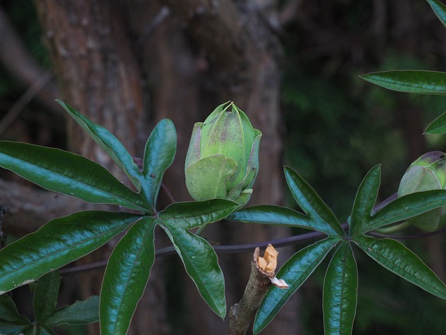 芽 花 蓝色激情花 - 上的免费照片