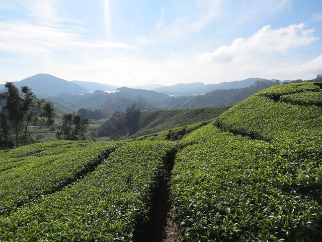 茶园 马来西亚 卡梅隆高原 - 上的免费照片