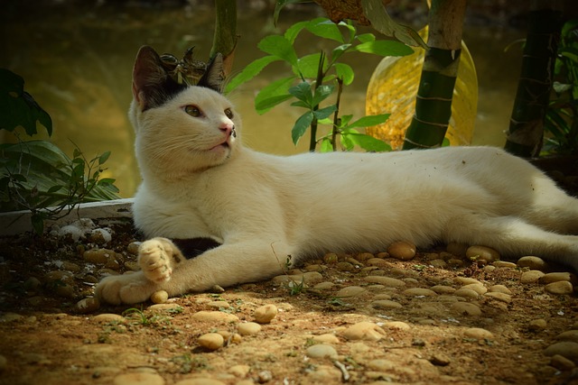 猫 动物 猫科动物 - 上的免费照片