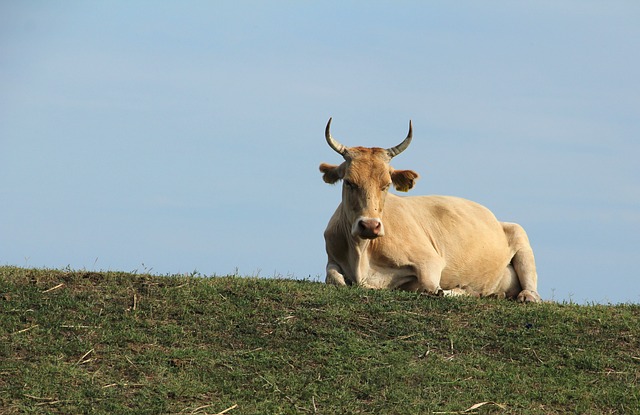 奶牛 禅牛 选址牛 - 上的免费照片