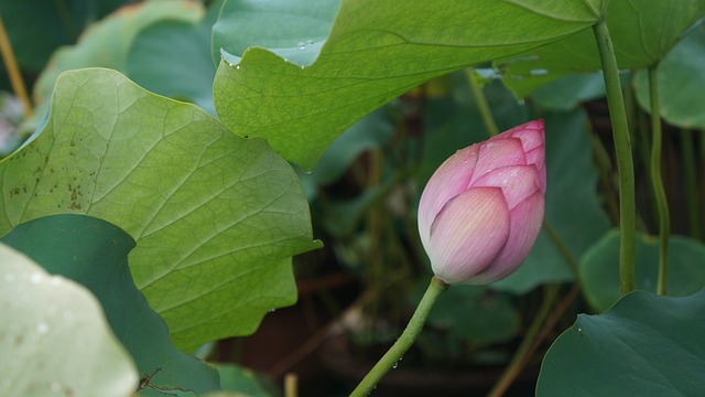 绿色 荷花 - 上的免费照片