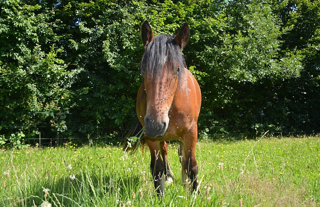 马打扰苍蝇 草原 上一页 - 上的免费照片