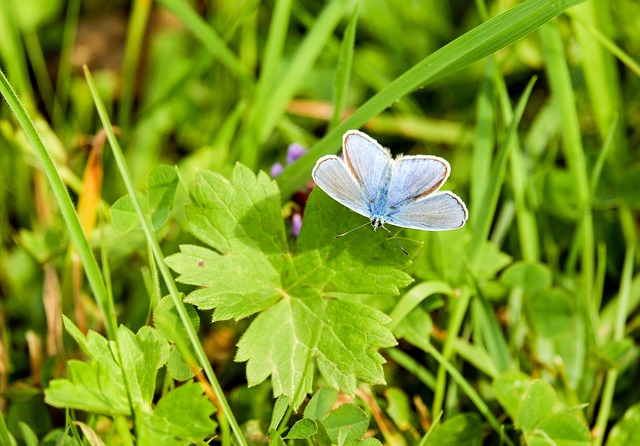 普通的蓝蝴蝶 昆虫 树叶 - 上的免费照片