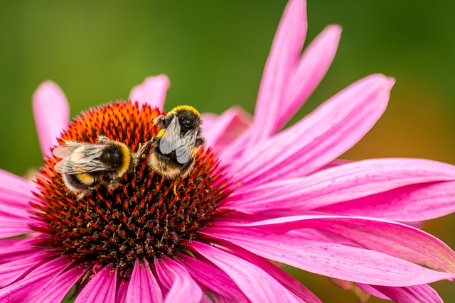 蜜蜂 花 熊蜂 - 上的免费照片