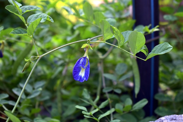 蝴蝶豌豆 Clitoria Ternatea藤 - 上的免费照片