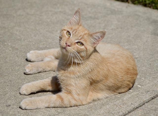 橘猫 小猫 虎斑猫 - 上的免费照片