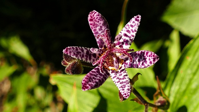 蟾蜍百合 百合 秋季植物 - 上的免费照片