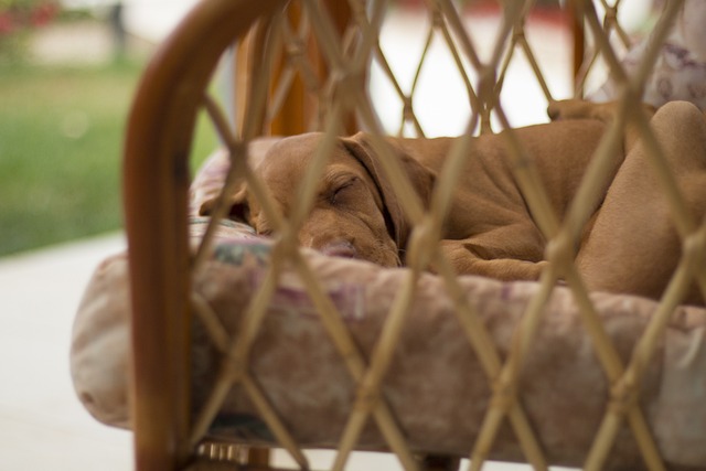 狗 睡觉 放松 - 上的免费照片