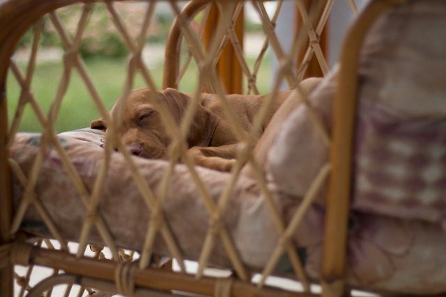 狗 睡觉 放松 - 上的免费照片