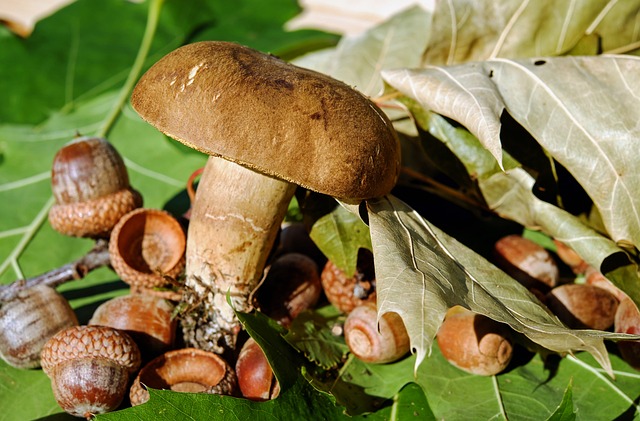 山羊唇 蘑菇 食用 - 上的免费照片