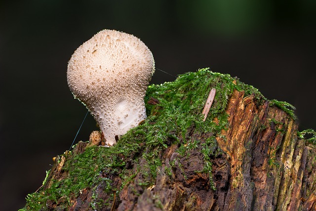 蘑菇 Umbrinum 瓶子除尘 - 上的免费照片