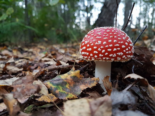 秋季 背景 分支 - 上的免费照片