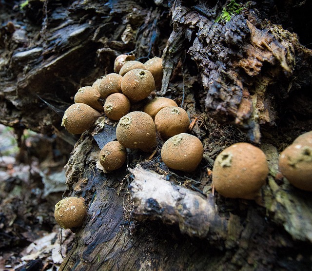 蘑菇 马勃-De-Loup 森林 - 上的免费照片