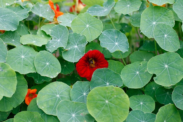 旱金莲 水芹 一顿饭 - 上的免费照片