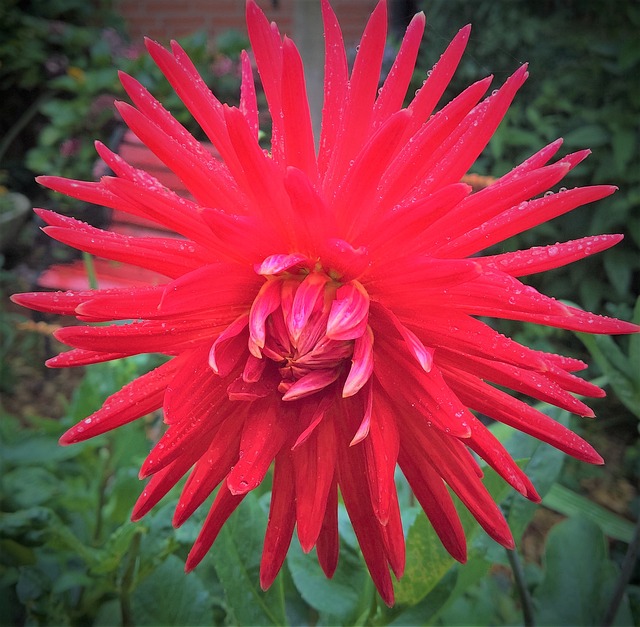 植物 大丽花 花园花 - 上的免费照片