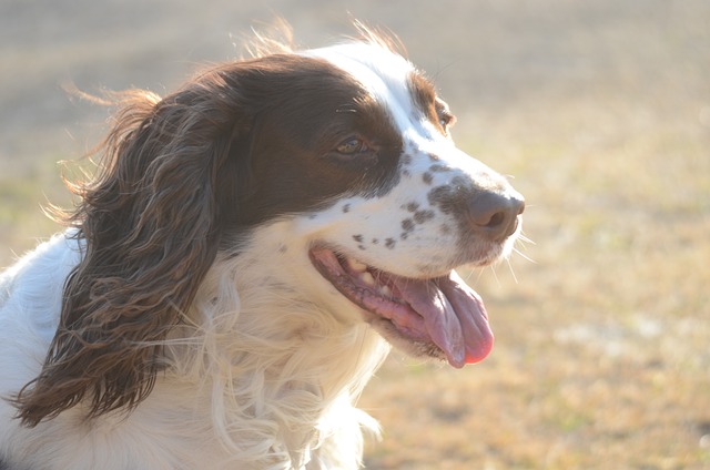 英语史宾格犬 西班牙猎犬 施普林格 - 上的免费照片