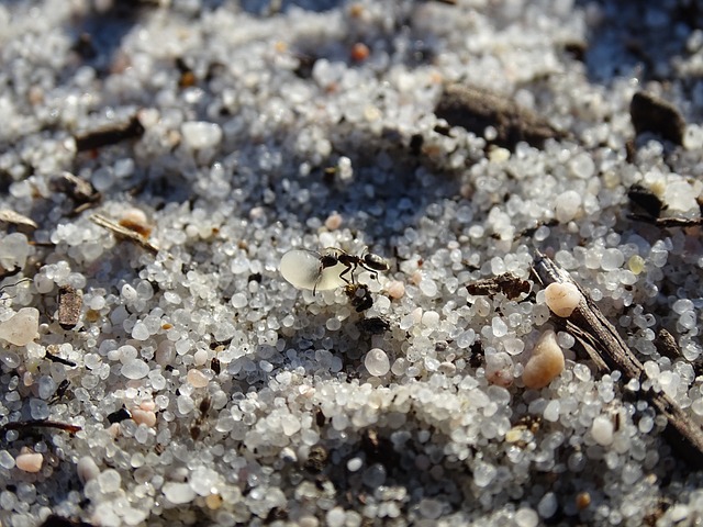 蚂蚁 垤 - 上的免费照片