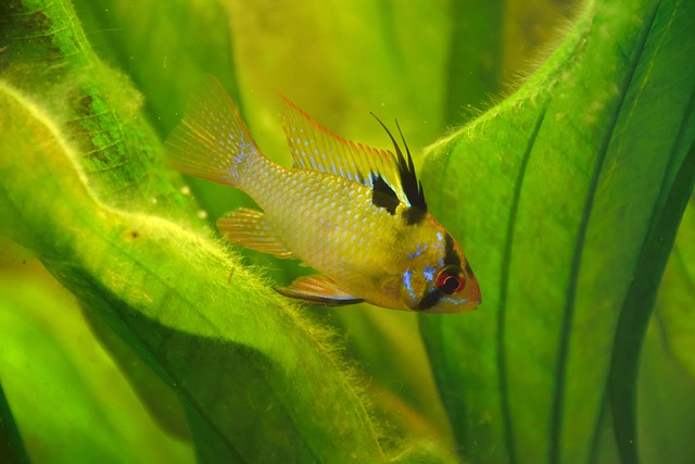 微Geophagus Ramirezi 蝴蝶慈鲷 鱼 - 上的免费照片