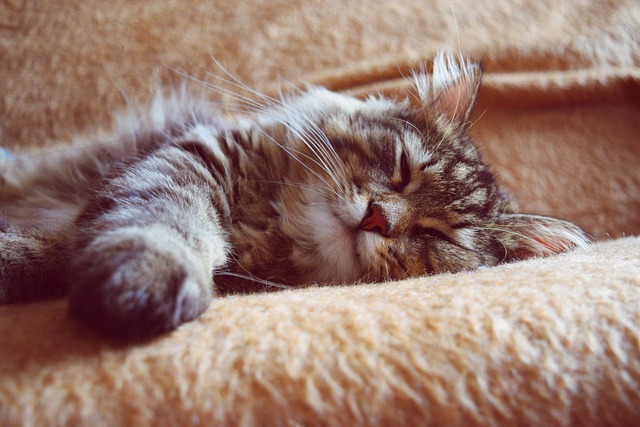 睡猫 小猫 基蒂 - 上的免费照片