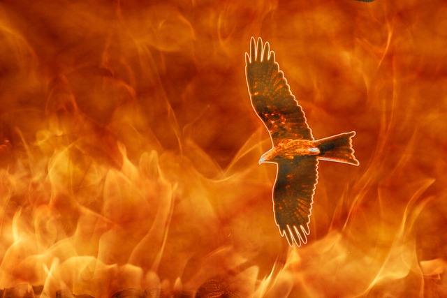 风筝火 猛禽 火焰 - 上的免费照片
