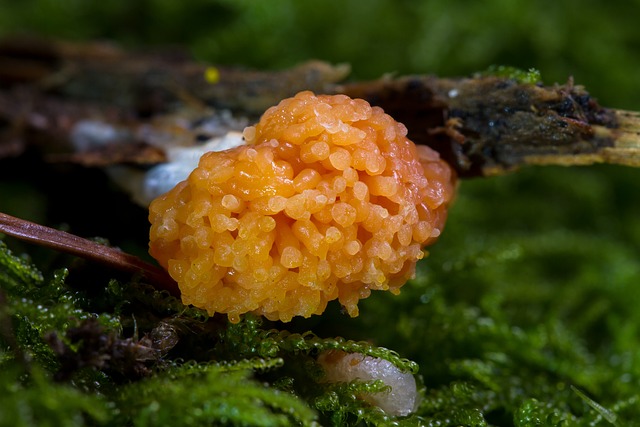 粘菌 Myxomycetes 鲑鱼色粘菌 Tubifera - 上的免费照片