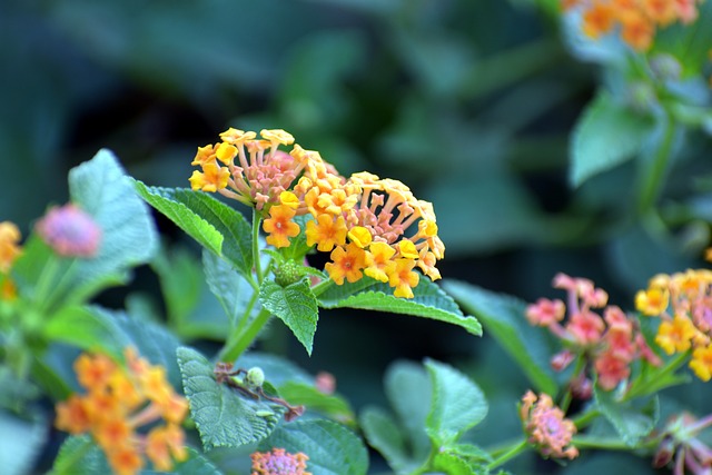 马缨丹 红Sage Flower - 上的免费照片