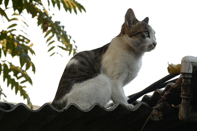 猫 花猫 肥猫 - 上的免费照片