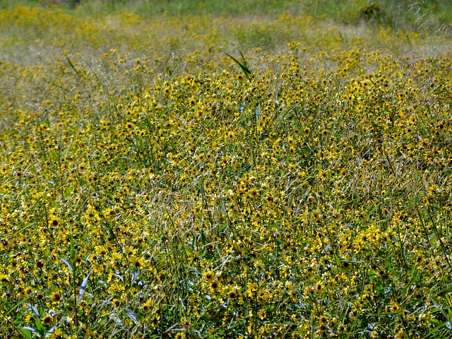 草地 黄色的花 向日葵 - 上的免费照片