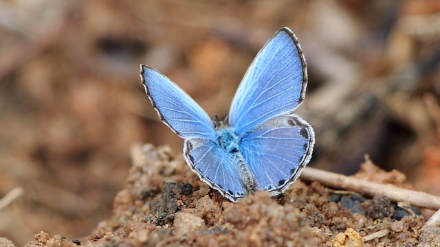 蝴蝶 蓝色 兰粉蝶 - 上的免费照片