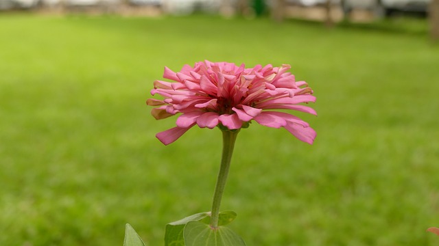 雏菊 花 Vi?t南 - 上的免费照片