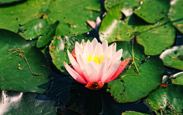 百合 荷花 水球 - 上的免费照片