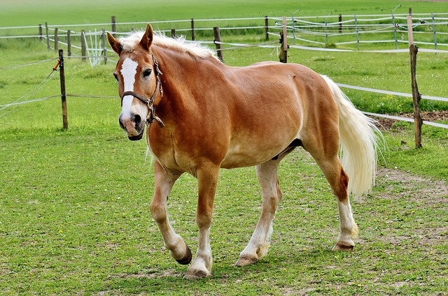 Haflinger 马 鬃毛 - 上的免费照片