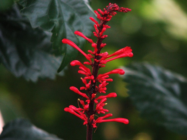 自然 植物群 花红 - 上的免费照片