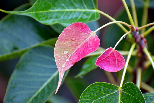 粉红色的叶子 新生 细雨 - 上的免费照片