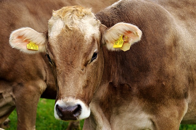 奶牛 反刍动物 牧场 - 上的免费照片