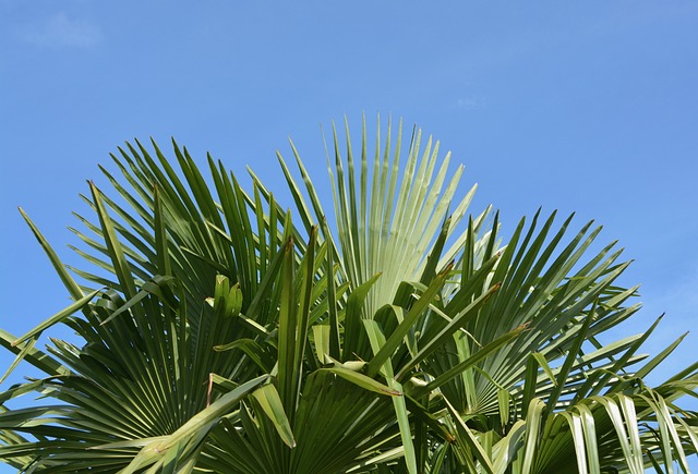 棕榈 叶绿色 焗 - 上的免费照片